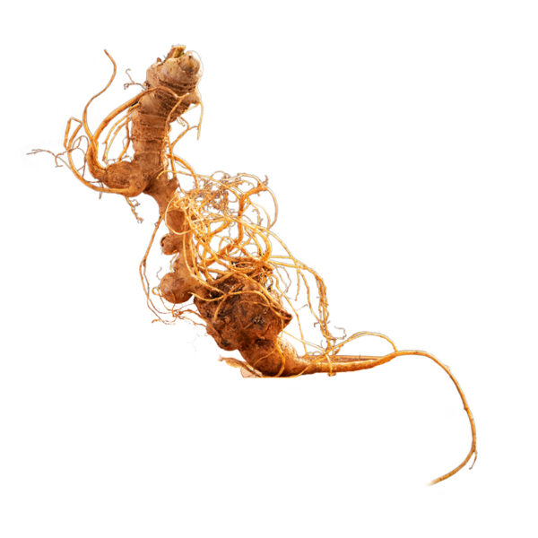 K5 – Sâm Ngọc Linh Tươi